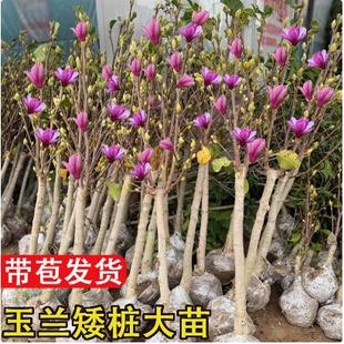 矮化紫玉兰花树苗嫁接盆栽室外耐寒植物庭院花卉绿植广玉兰风景树
