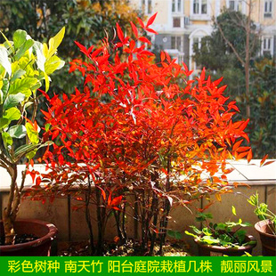 南天竹盆栽盆景老桩南天竺花苗火焰红南天竹树苗四季庭院观叶植物