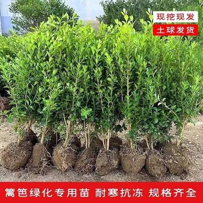 小叶瓜子黄杨树苗工程绿化庭院花坛篱笆植物四季常青黄杨球冬青苗