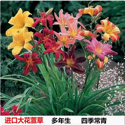 大花萱草花苗耐寒金娃娃萱草花苗图片
