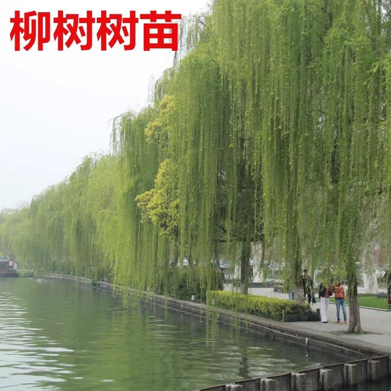 黄金柳树苗 金丝垂柳 直生小柳树枝条垂杨柳树苗旱柳树南北方种植
