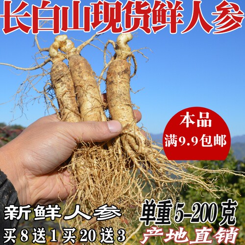 野生泡酒新鲜带土整支包邮鲜人参