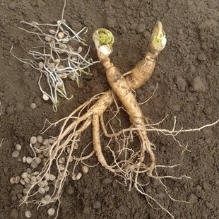 长白山当年能开花卉野山参室内外西洋参人参苗盆栽包邮送催芽种子