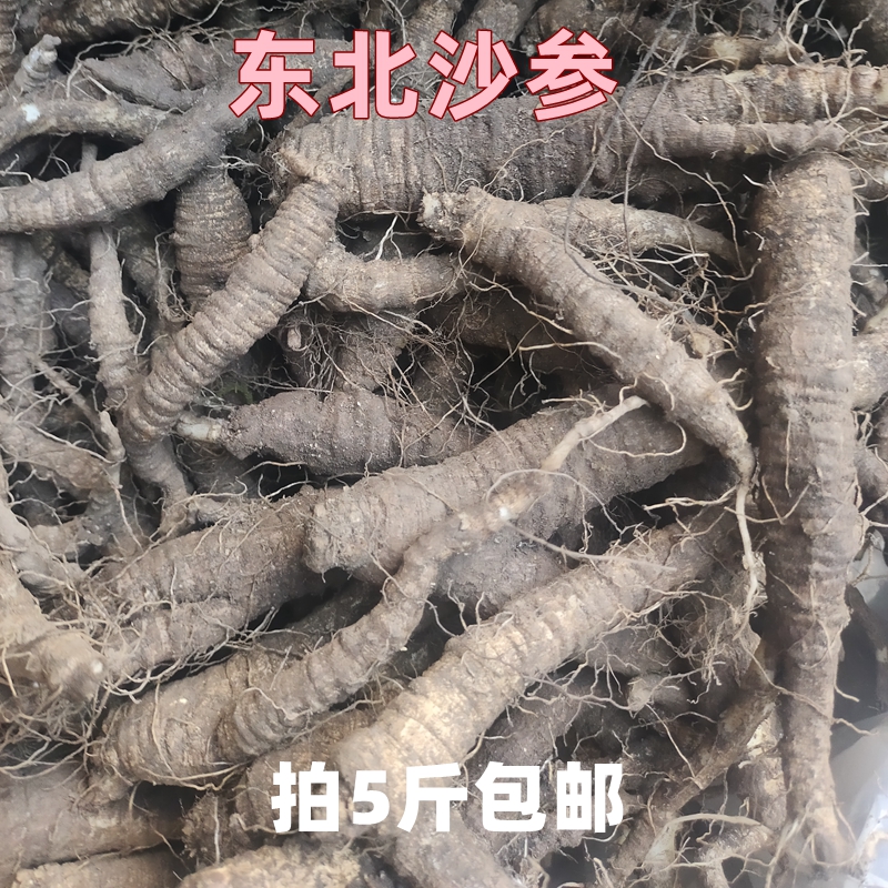 新鲜野生北沙参500克山地瓜山胡萝卜轮叶党参南韩国泡菜拍5斤包邮