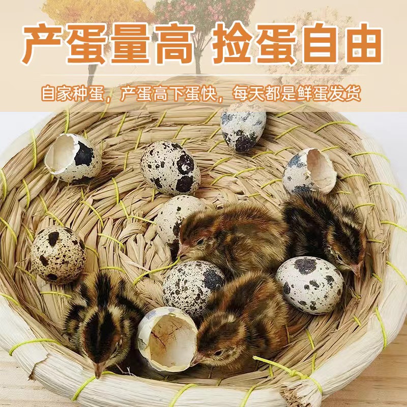 有生命的鹌鹑蛋 鹌鹑蛋7天有血丝 17天出壳公母混养 普通鹌鹑蛋