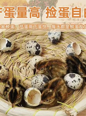 有生命的鹌鹑蛋 鹌鹑蛋7天有血丝 17天出壳公母混养 普通鹌鹑蛋