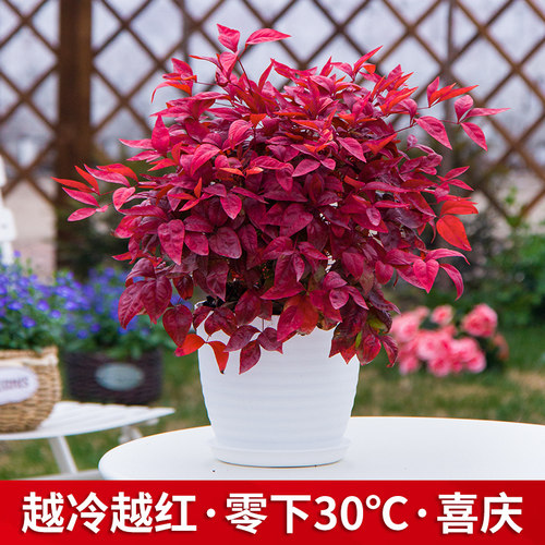 红叶南天竹价格 红叶南天竹图片 星期三