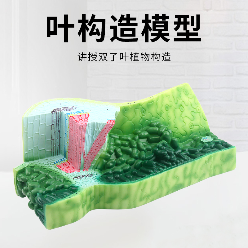 叶构造模型蚕豆表皮细胞栅栏海绵组单子叶双子叶植物细胞模型植物茎