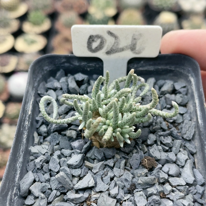 020韧锦,鲜花速递/花卉仿真/绿植园艺,多肉植物,淘宝优惠券,粉丝福利购,淘宝优惠卷