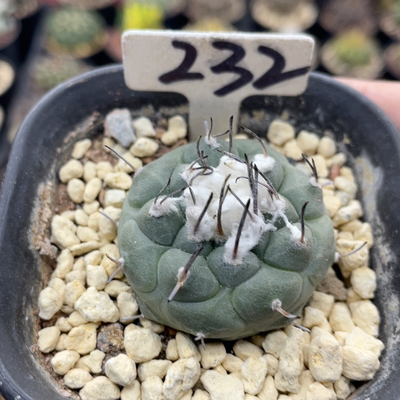 232实生东云娇丽3.7