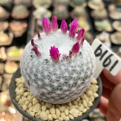 6161实生大型春星5.5