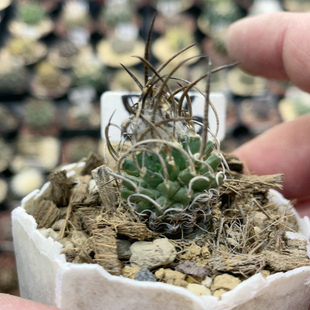 876直刺升龙丸娇丽实生