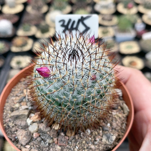 3415实生雪猿希望丸