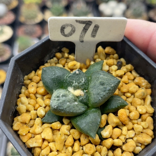 071实生连山牡丹