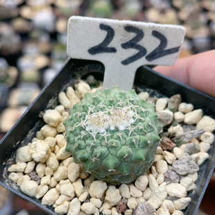 232菊水缀化实生
