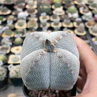 083大恩冢鸾凤玉实生