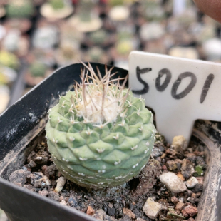 5001实生菊水