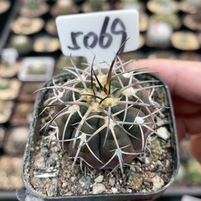 5069实生九刺天平