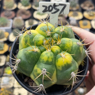 2057实生良宽锦7.8