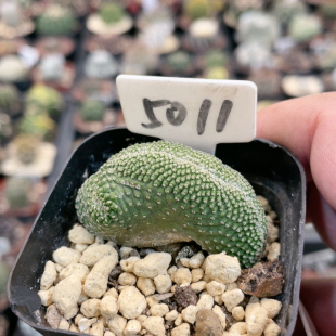 5011菊水缀化实生