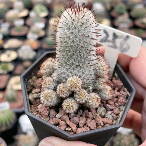 256实生直刺裴蕾群