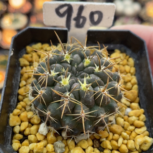 960实生登阳丸4.4