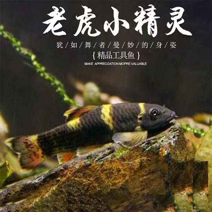 老虎小精灵熊猫墨头除藻除青苔工具鱼清洁小能手好养活可混养