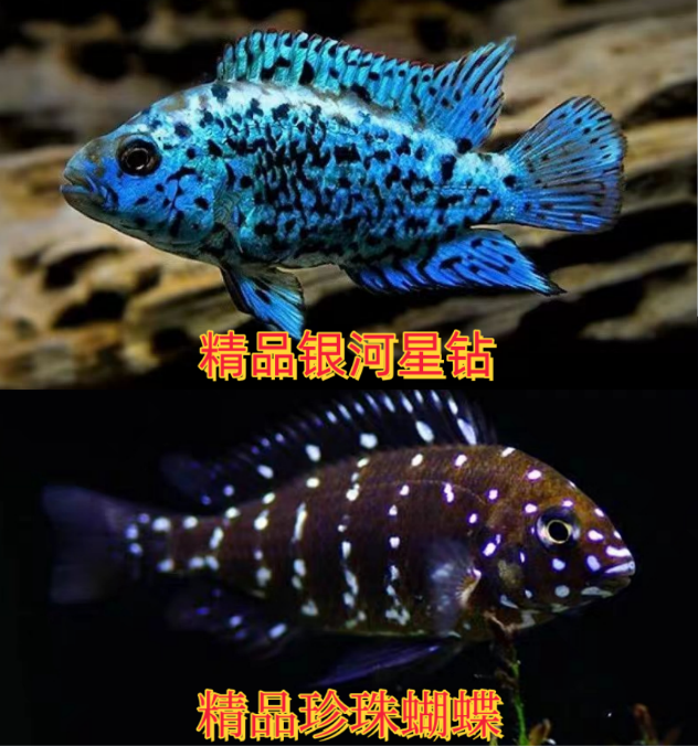 银河星钻珍珠蝴蝶热带淡水易养活