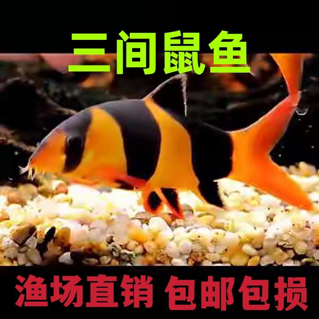热带观赏鱼工具鱼三间鼠短身三间鼠红尾蓝皮鼠蓝皮鼠活体鱼