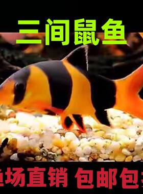 清洁鱼工具鱼三间鼠易养活蓝皮鼠