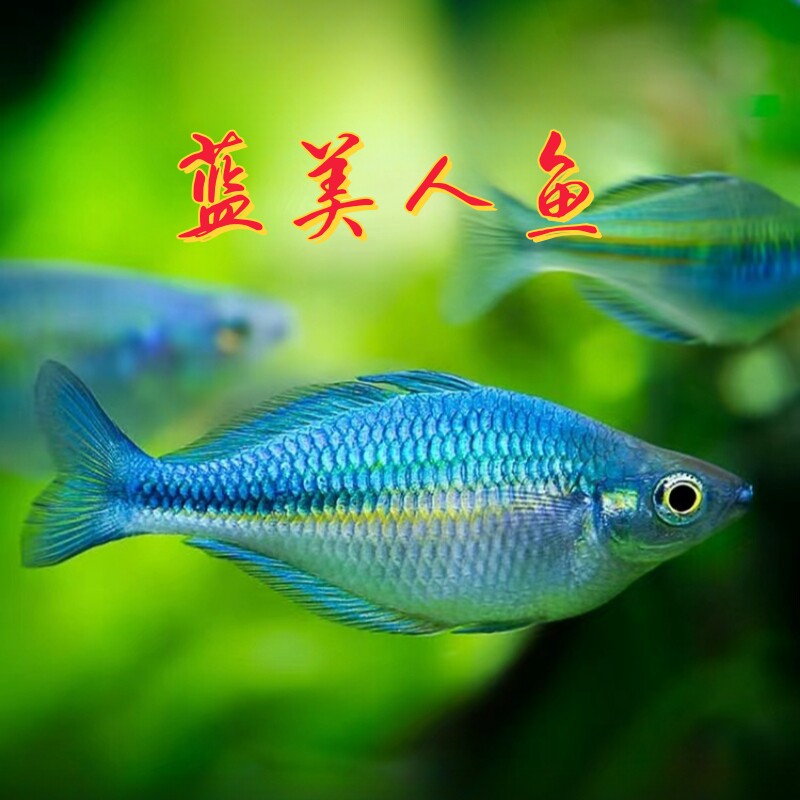 蓝美人鱼石美人刚果美人高端稀有草缸群游鱼活体热带淡水观赏鱼