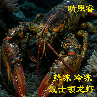 鲜冻冷冻波士顿龙虾海鲜水产速冻进口波斯顿非鲜活大波龙