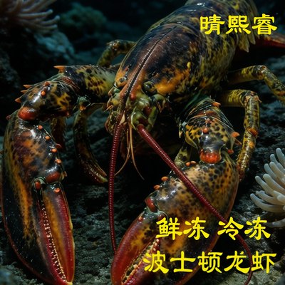 冷冻波士顿龙虾生冷速冻波斯顿进口大龙虾鲜冻新鲜澳洲大波龙