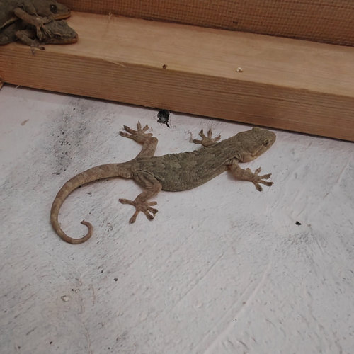 普通壁虎守宫爬宠开食辅助入药引子吃蟑螂苍蝇蚊子