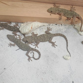 农村普通小壁虎活体吃害虫苍蝇蚊子蟑螂飞蛾桌面爬宠开食辅助