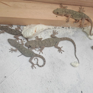 农村普通小壁虎活体吃害虫苍蝇蚊子蟑螂飞蛾桌面爬宠开食辅助