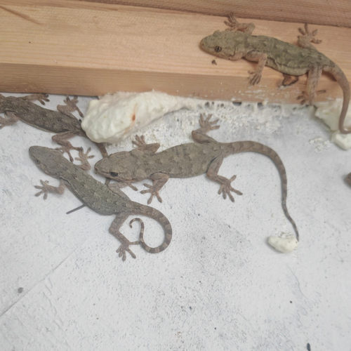 农村普通小壁虎活体吃害虫苍蝇蚊子蟑螂飞蛾桌面爬宠开食辅助