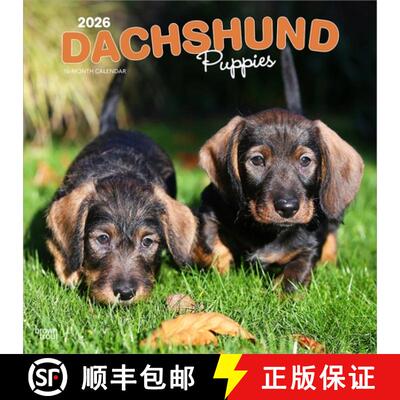 【3-4周达】Dachshund Puppies 2026 12 X 24 Inch (Hanging) Monthly Square Wall Calendar Plastic-Free [9798330703098]