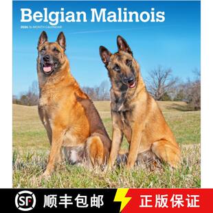 【3-4周达】Belgian Malinois 2026 Square Flap Calendar [9798330707881]