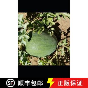 PLANT VIROLOGIST...and Edition CONFESSIONS New 4周达 9781988511436 pathologist... SENIOR