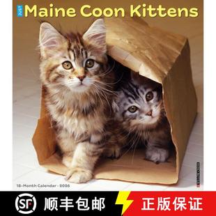 【3-4周达】Maine Coon Kittens 2026 12 X 12 Wall Calendar [9781549251856]