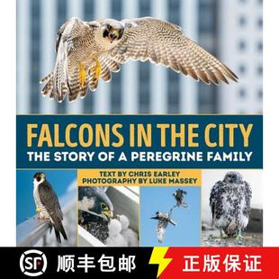 the 9781770858046 Falcons Peregine The City Peregrine 预订 Story Family