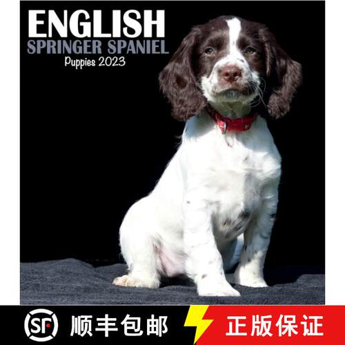 【3-4周达】English Springer Spaniel Puppies Mini Square Wall Calendar 2023 [9781839419157]