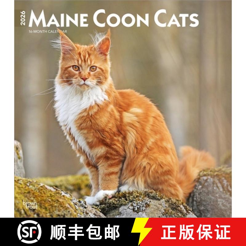 【2-3周达】Maine Coon Cats 2026 12 X 24 Inch (Hanging) Monthly Square Wall Calendar Plastic-Free [9798330704460]