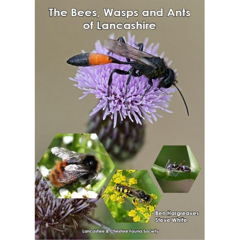 预订 The Bees, Wasps and Ants of Lancashire[9781999731298]-封面