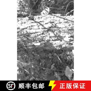 Veil 3周达 The Little 9781257773916 Foxes