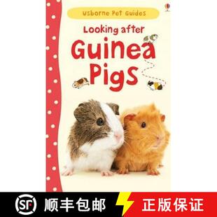 4周达 after Looking 9781409561880 Guinea Pigs