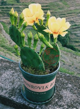 金刺红色花火仙人掌 多肉植物盆栽开花黄色庭院种植金刺