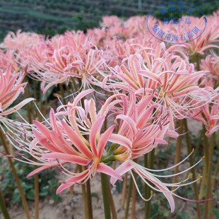 蓉颜杂交石蒜 曼珠沙华 彼岸花种球