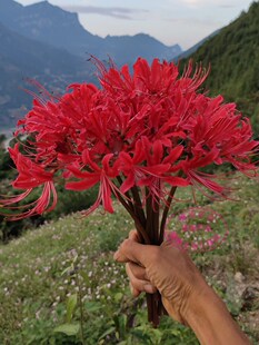 春晓石蒜 曼珠沙华 彼岸花种球